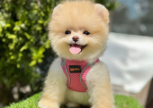 Safkan Pomeranian Boo Bebekler